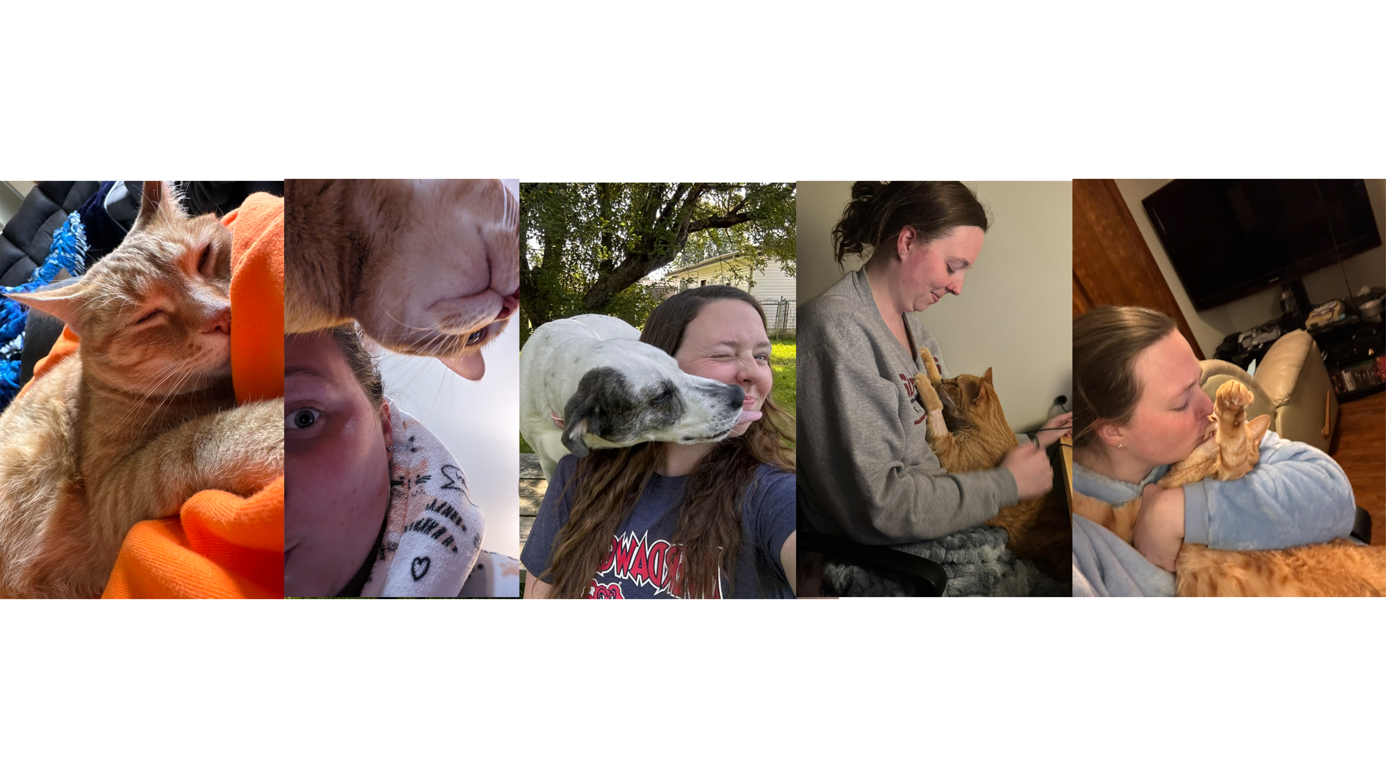 animals